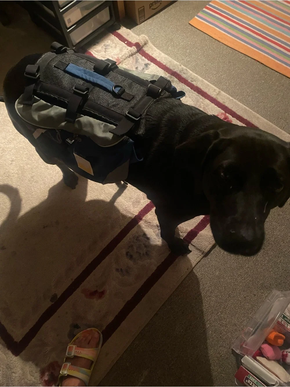 Ollie Dog Black Pet Backpack for Hiking